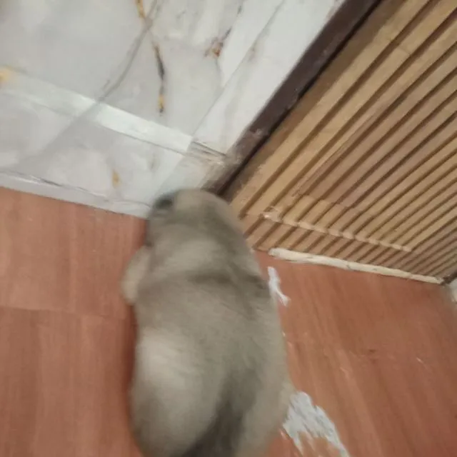 ขาย สุนัข