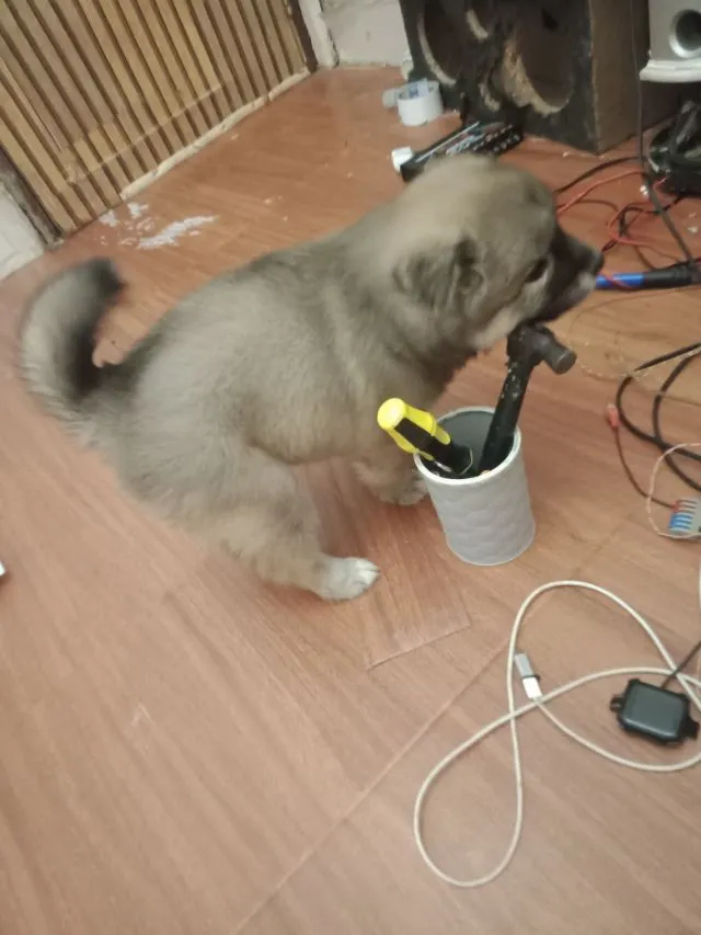 ขาย สุนัข