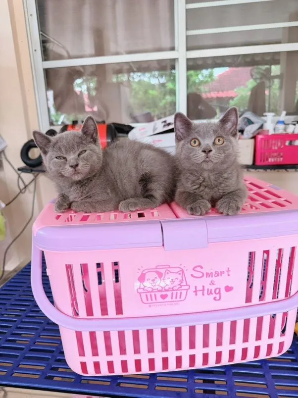 บริติชชอร์ตแฮร์