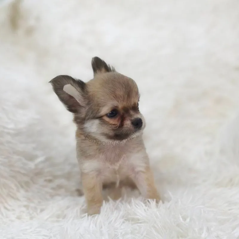 ลูกชิวาวาขนยาว