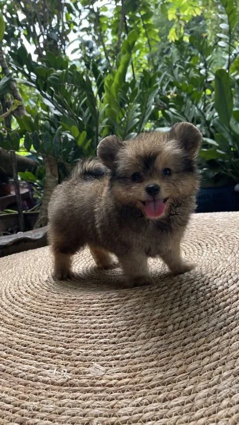 ปอม พุดเดิ้ล สาวน้อย