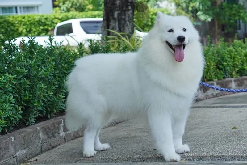ขายแม่พันธุซามอยด์ ราคาเบาๆ