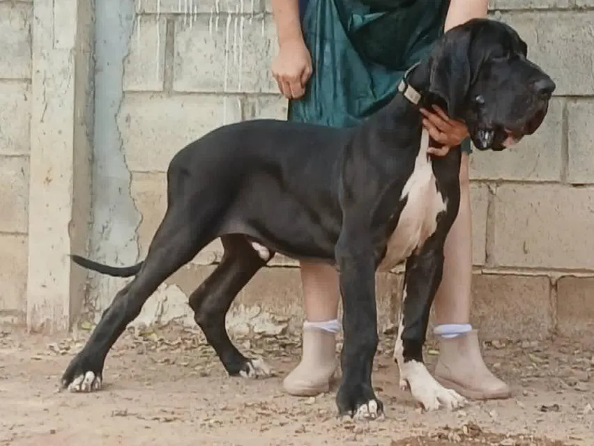 เกรทเดน Great dane for sale