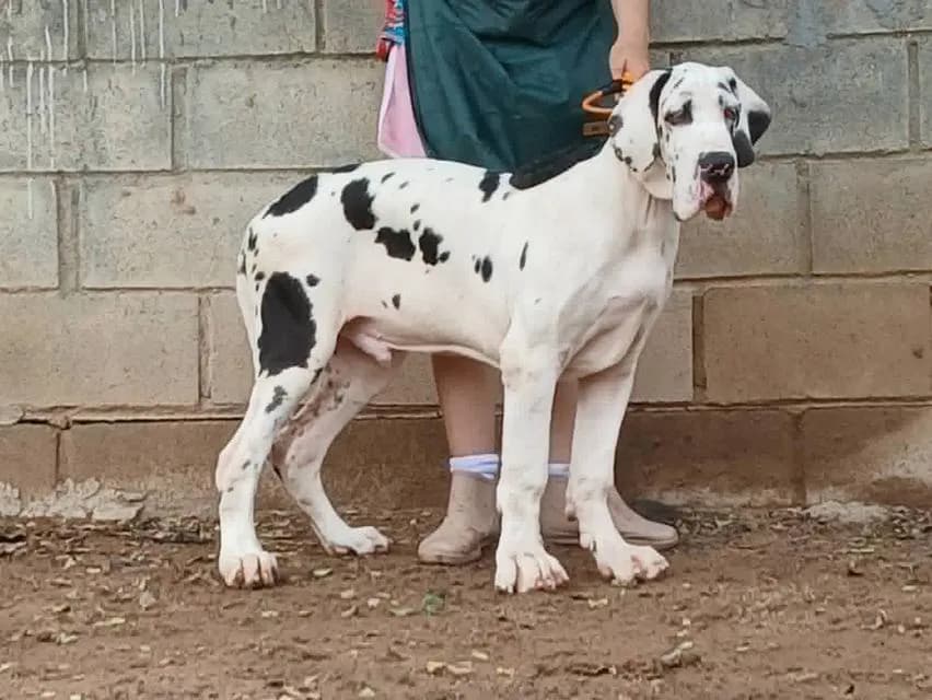 เกรทเดน Great dane for sale