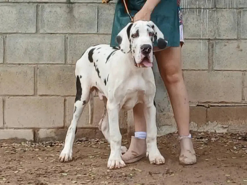 เกรทเดน Great dane for sale