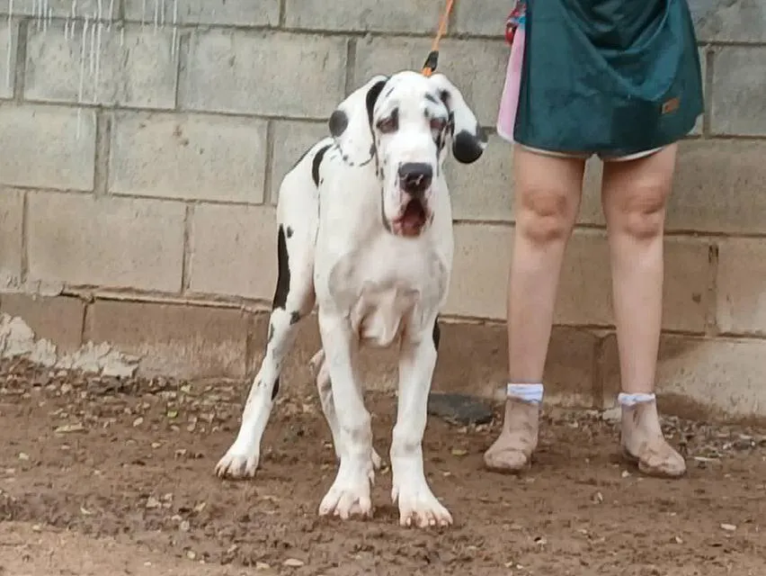 เกรทเดน Great dane for sale