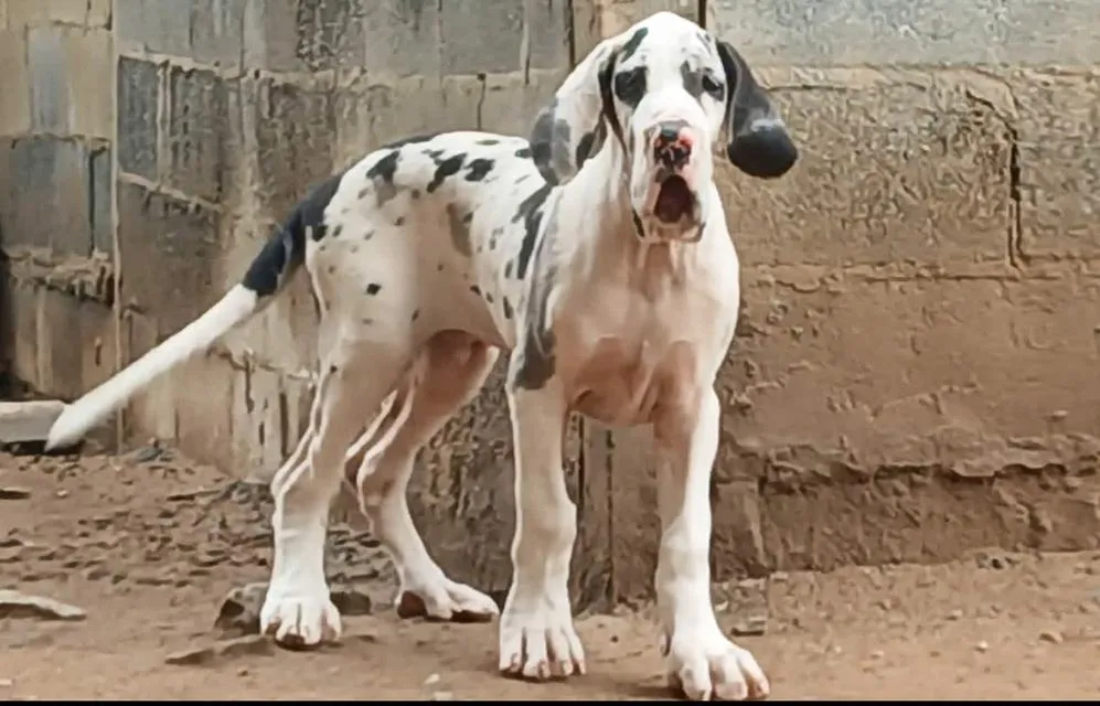 เกรทเดน Great dane for sale