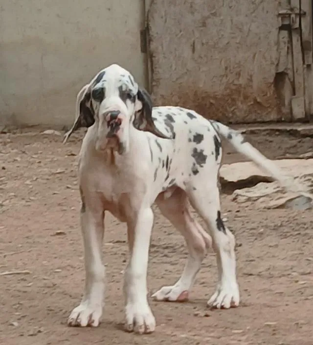 เกรทเดน Great dane for sale