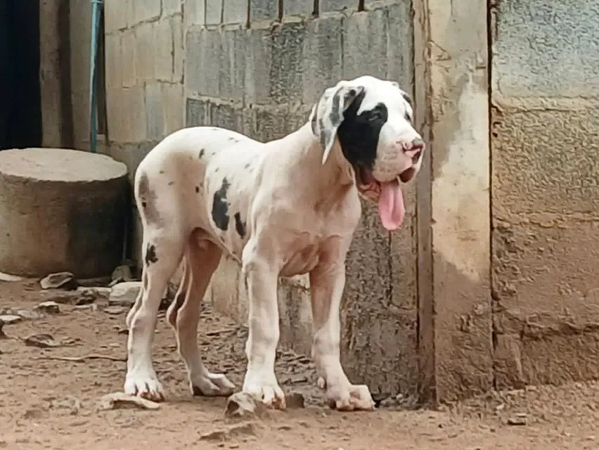 เกรทเดน Great dane for sale
