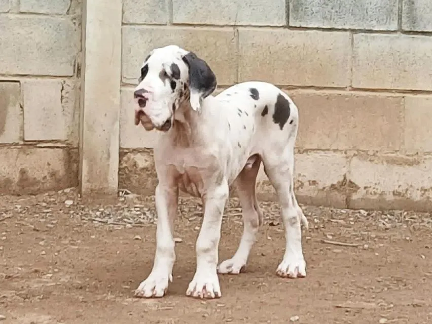 เกรทเดน Great dane for sale