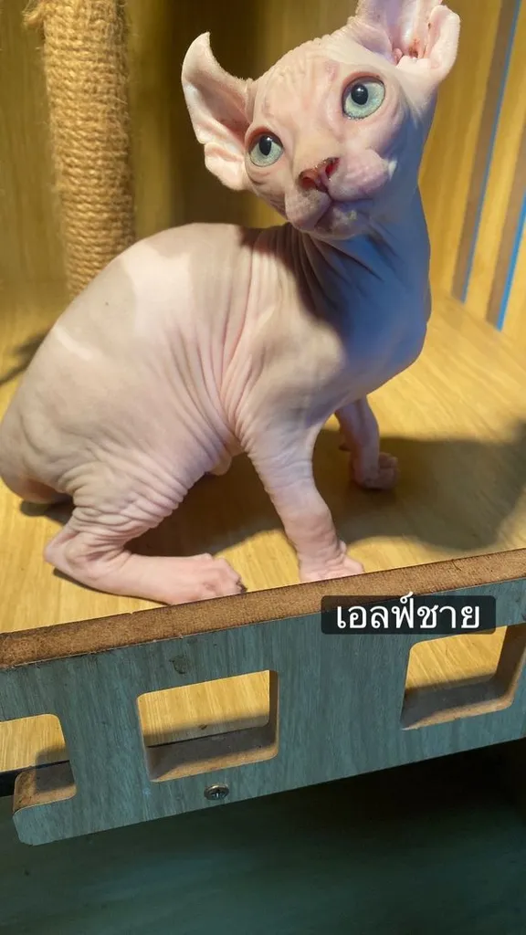 แมวสฟ