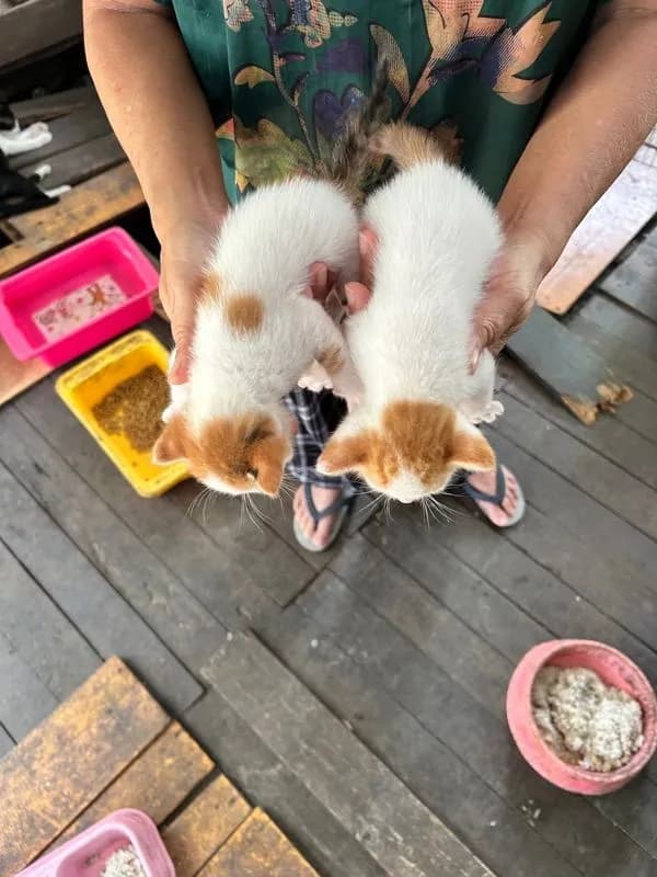 ขายแมวพันธุ์ผสมสก๊อตติชผสมกับเปอร์เซียตัวผู้หนึ่งตัวตัวเมียหนึ่งตัวอายุ 30 วัน
