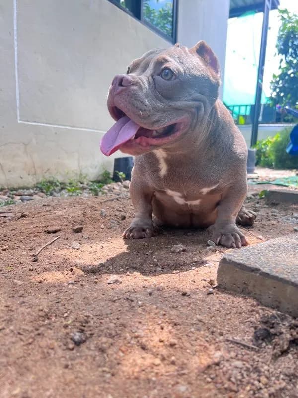 หมาบลูลี่เอ็กโซติก(Bully Exotic Bully)
