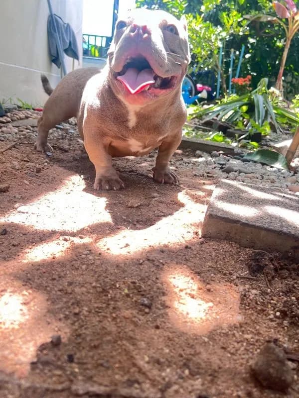 หมาบลูลี่เอ็กโซติก(Bully Exotic Bully)