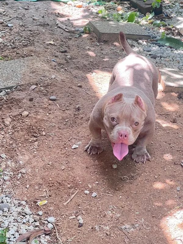 หมาบลูลี่เอ็กโซติก(Bully Exotic Bully)