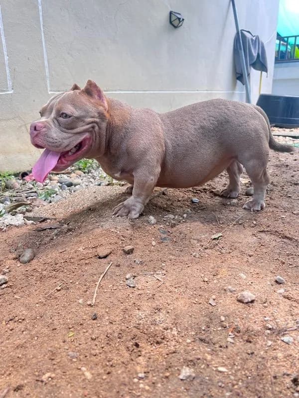 หมาบลูลี่เอ็กโซติก(Bully Exotic Bully)