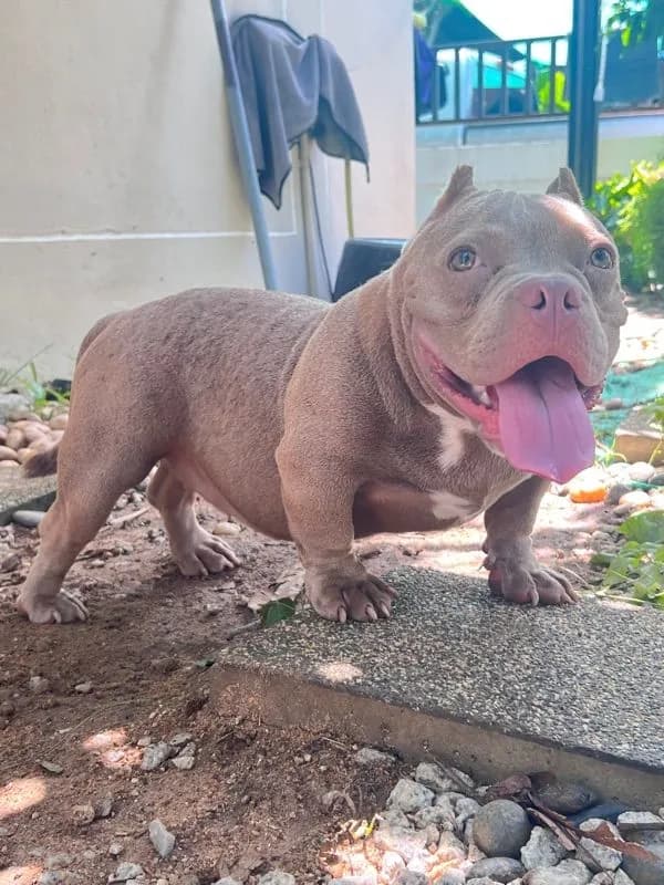หมาบลูลี่เอ็กโซติก(Bully Exotic Bully)