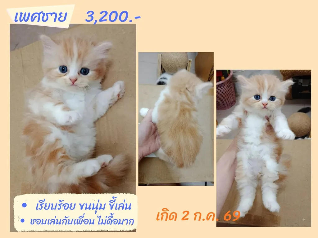 ลูกแมวสก็อตติชแท้ โล๊ะด่วน (คนเลี้ยงขายเอง)