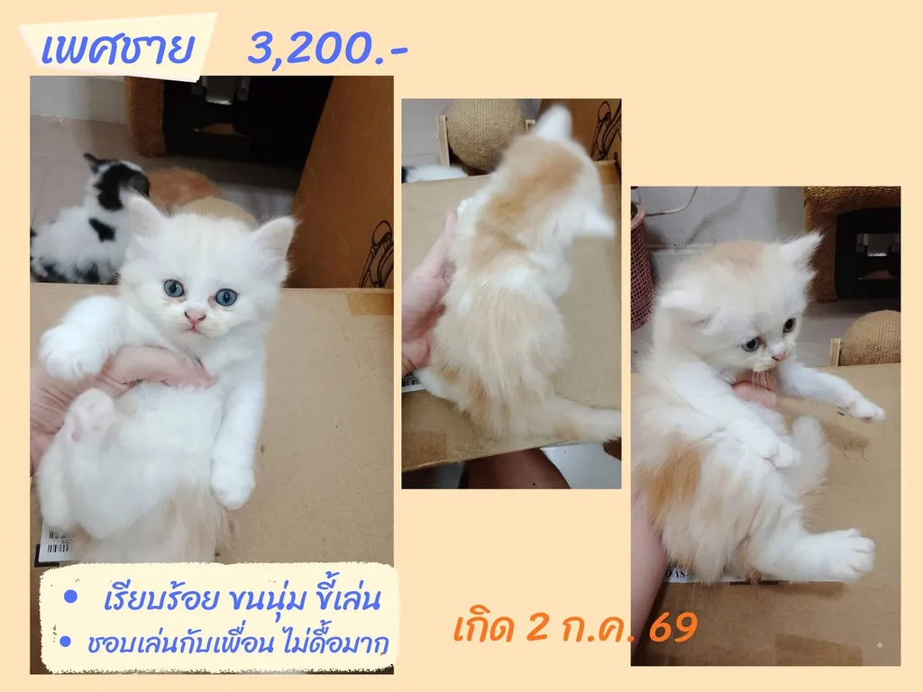 ลูกแมวสก็อตติชแท้ โล๊ะด่วน (คนเลี้ยงขายเอง)