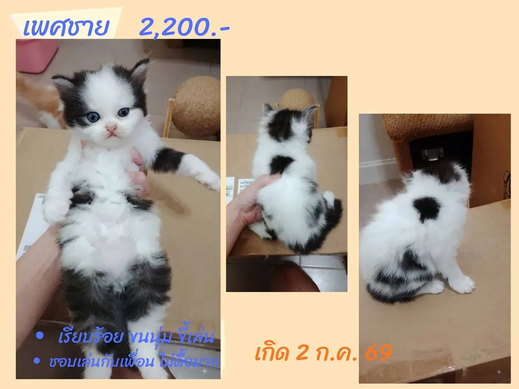 ลูกแมวสก็อตติชแท้ โล๊ะด่วน (คนเลี้ยงขายเอง)