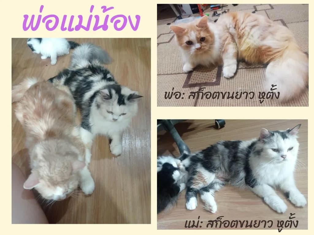 ลูกแมวสก็อตติชแท้ โล๊ะด่วน (คนเลี้ยงขายเอง)