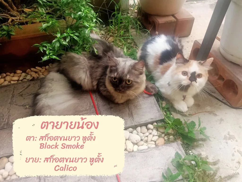 ลูกแมวสก็อตติชแท้ โล๊ะด่วน (คนเลี้ยงขายเอง)