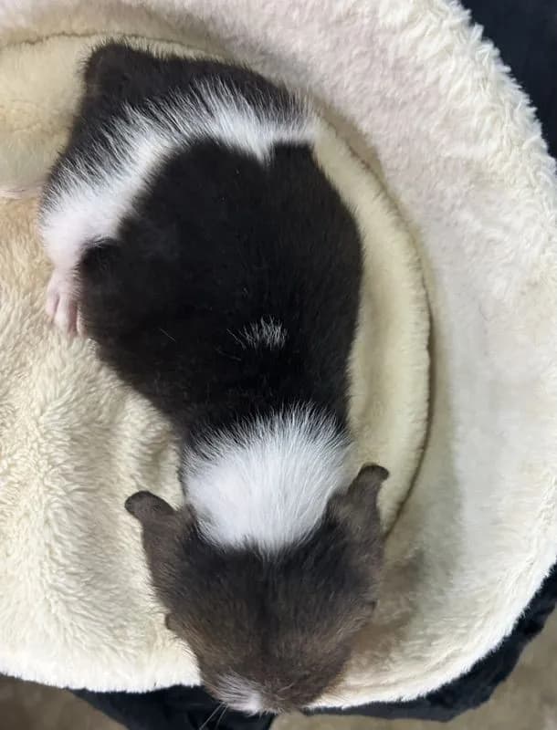 ลูกบีเกิ้ลผุ้2เมีย1