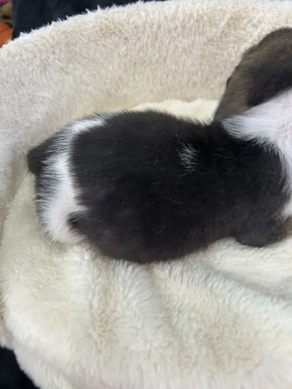 ลูกบีเกิ้ลผุ้2เมีย1