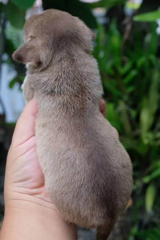 ลุกชิวาวาขนสั้นผู้