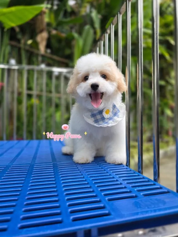 น้องหมาสดน่ารัก วัยสามเดือนพุดเดิ้ลชิสุ