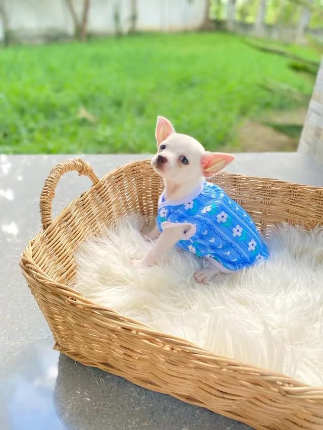 ชิวาวาแท้ ขนสั้น สีขาว น่ารักๆ