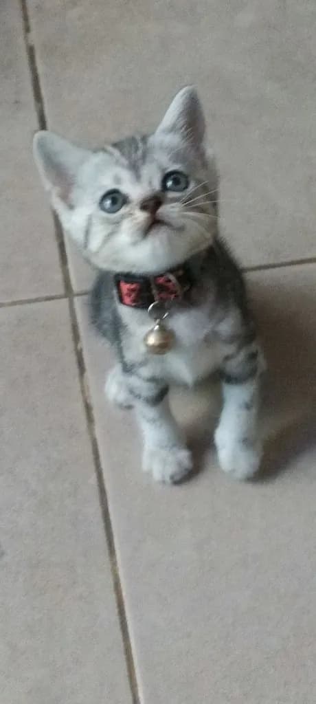 แมว