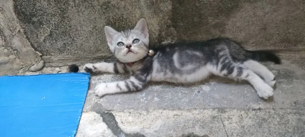 แมว