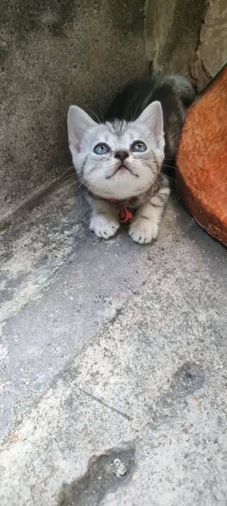 แมว