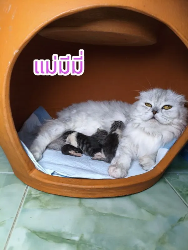 ด.ช.สก็อตติช 7 เดือน พกใบ scfc