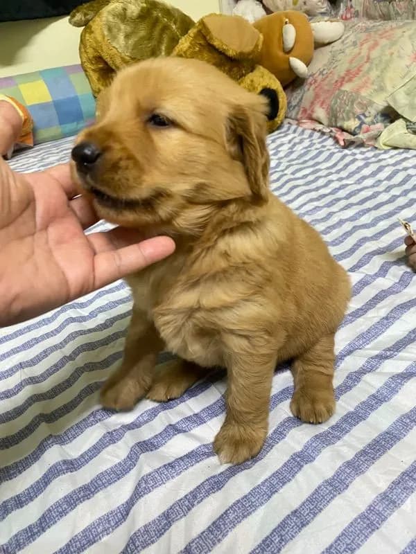 โกเด้นแท้
