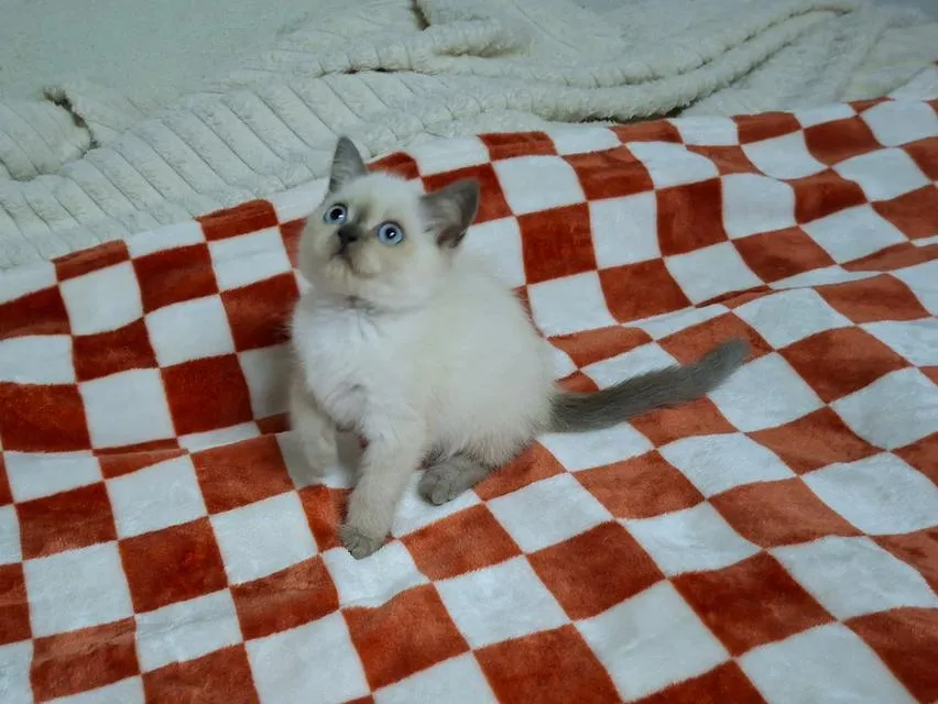 สก๊อตติช blue pointสาวน้อย