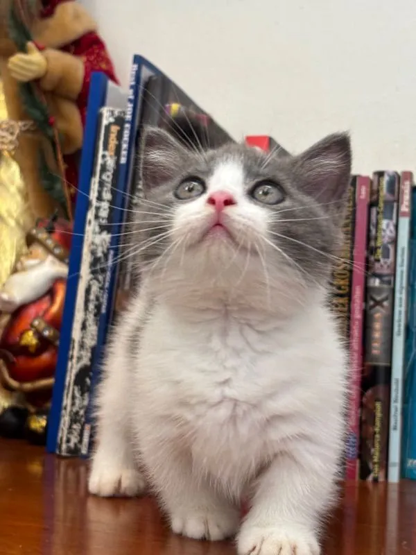 munchkin เมีย