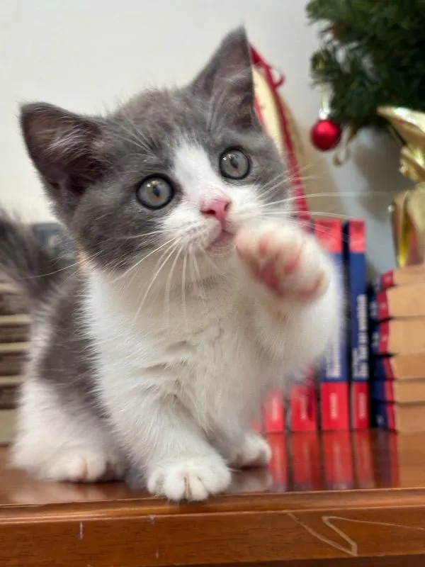 munchkin เมีย
