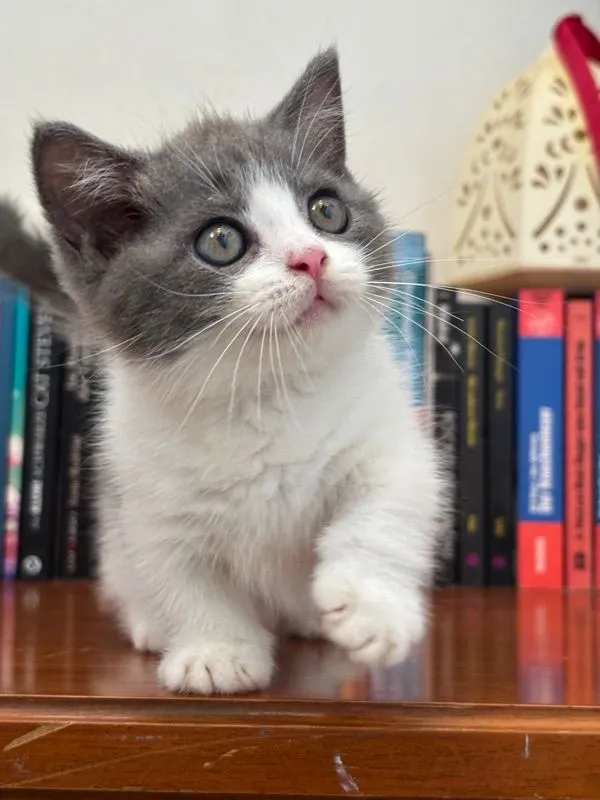 munchkin เมีย