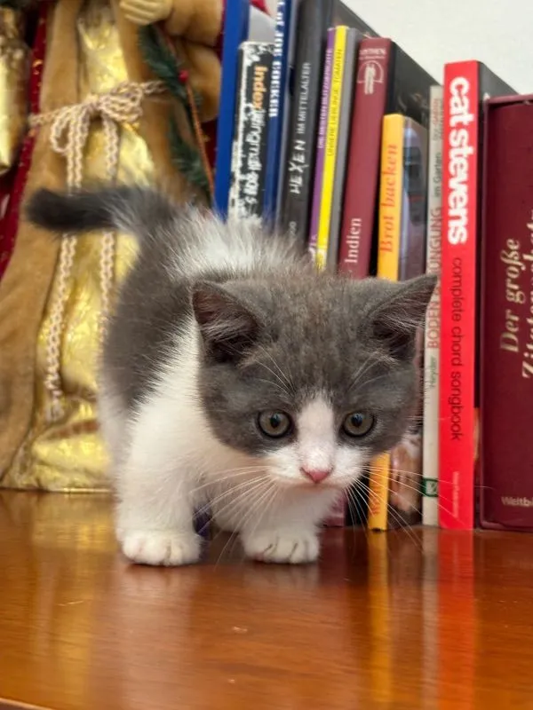 munchkin เมีย