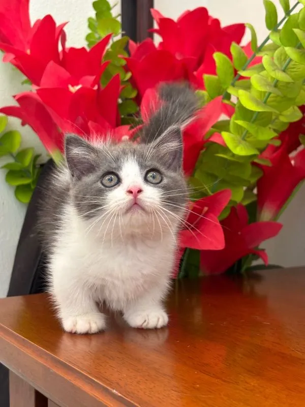 munchkin เมีย