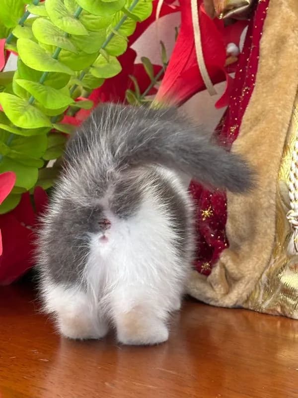 munchkin เมีย
