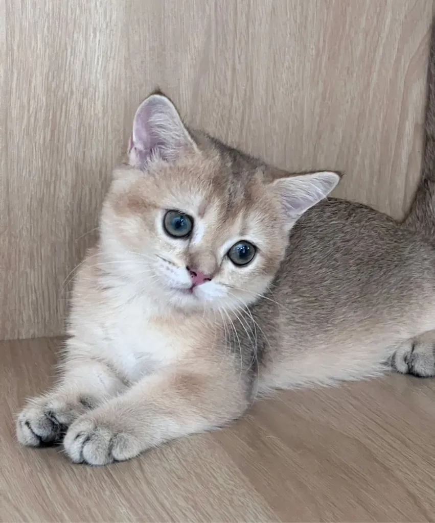 มันช์กิ้นขาสั้น (Munchkin Short Leg) 🐱💕