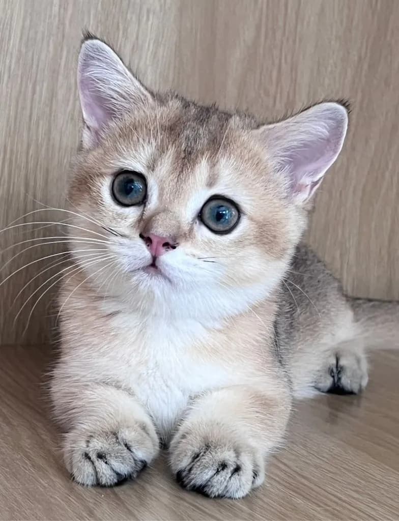 มันช์กิ้นขาสั้น (Munchkin Short Leg) 🐱💕