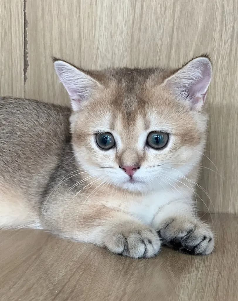 มันช์กิ้นขาสั้น (Munchkin Short Leg) 🐱💕
