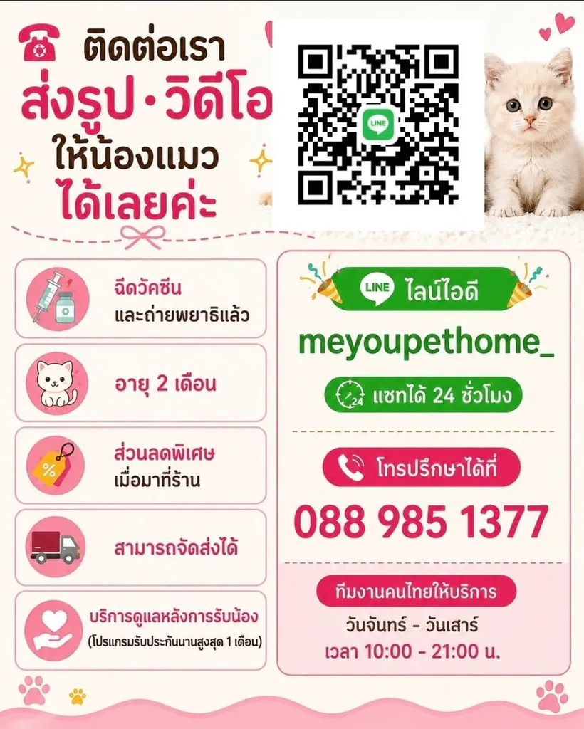 มันช์กิ้นขาสั้น (Munchkin Short Leg) 🐱💕