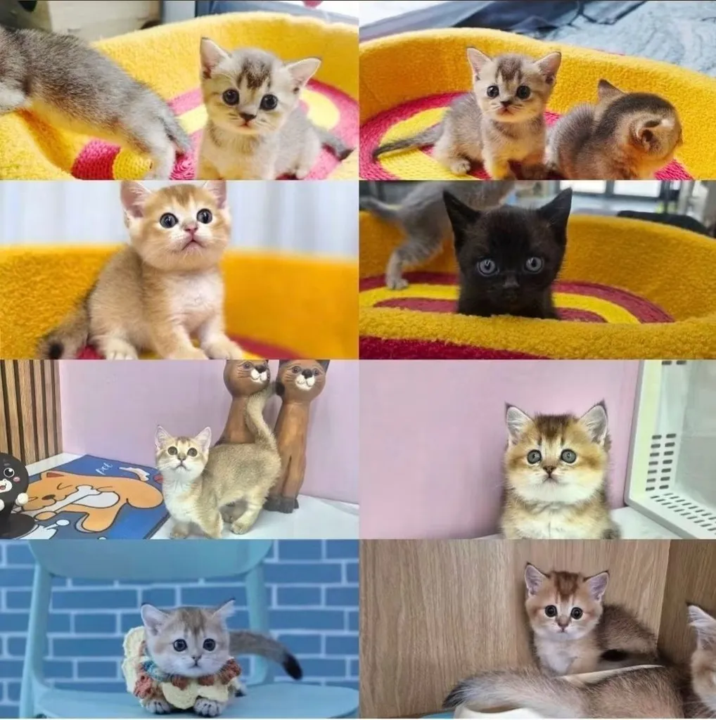 มันช์กิ้นขาสั้น (Munchkin Short Leg) 🐱💕