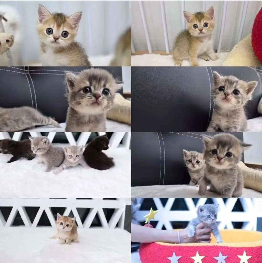 มันช์กิ้นขาสั้น (Munchkin Short Leg) 🐱💕