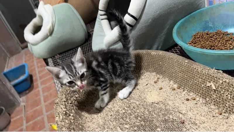 เปิดจองลูกแมว เพศเมีย